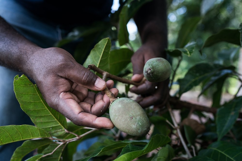 Case study: Canarium nut (Canarium indicum)