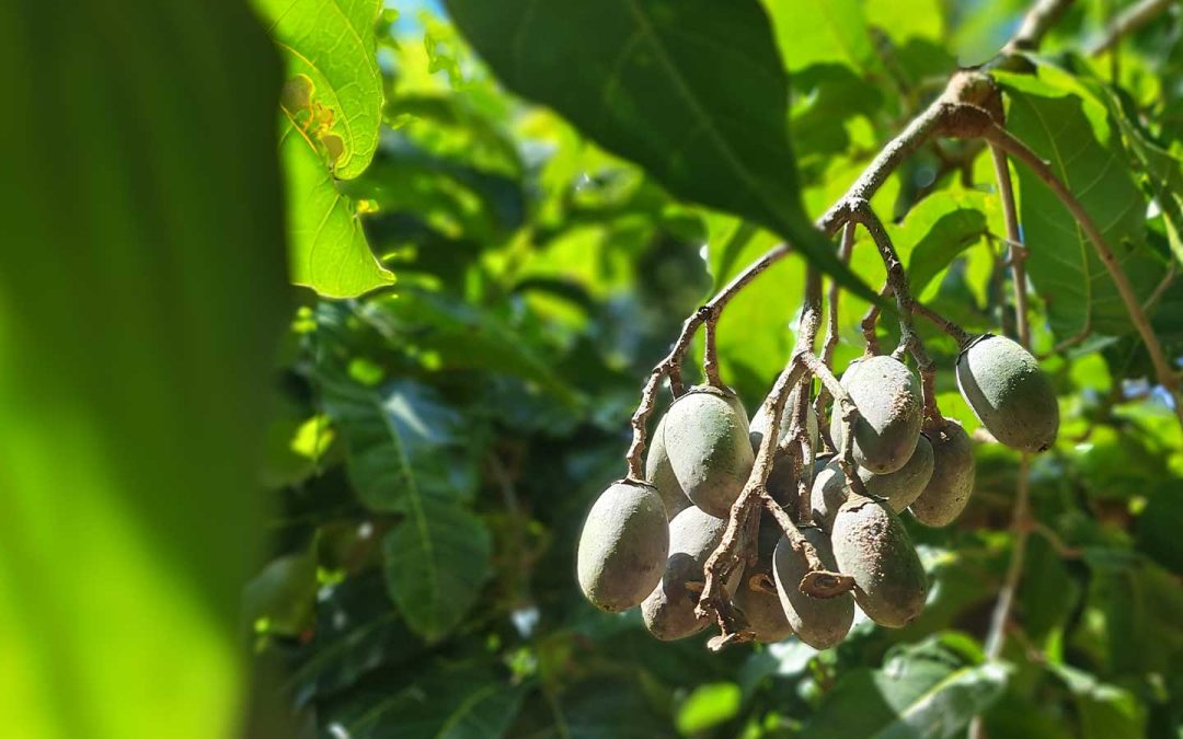 Industry Story: Galip Nuts – PNG’s Emergent Powerhouse in the Global Nut Market